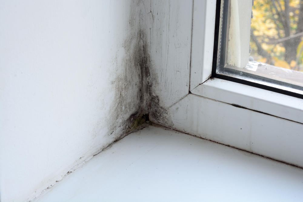 Mold Prevention Tips